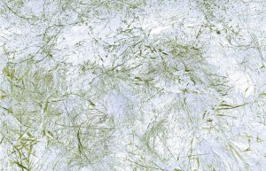 *Breeze (soft morning)